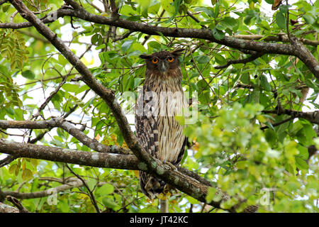 Brown Fish Owl (Ketupa zeylonensis) ruht auf einem Baum während des Tages Stockfoto