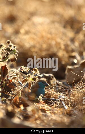 Blau, Uraeginthus angolensis Waxbill, Leopard Hill, Lusaka, Sambia, Südafrika Stockfoto