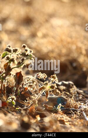 Blau, Uraeginthus angolensis Waxbill, Leopard Hill, Lusaka, Sambia, Südafrika Stockfoto