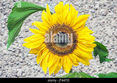 In voller Blüte der sonnigsten und die fröhlichen Blumen der Jahreszeit Sonnenblume Stockfoto