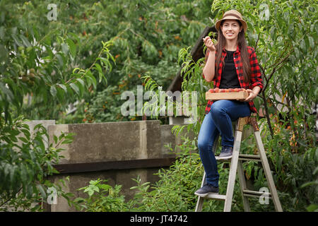 junge Bäuerin Pfirsiche vom Baum pflücken. Mädchen auf der Leiter im Garten. Gartenbau, Landwirtschaft, Ernte Konzept Stockfoto