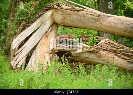 Forrest Sehenswürdigkeiten Stockfoto