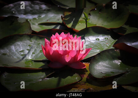 Red Water Lily, Basel, Schweiz. Stockfoto