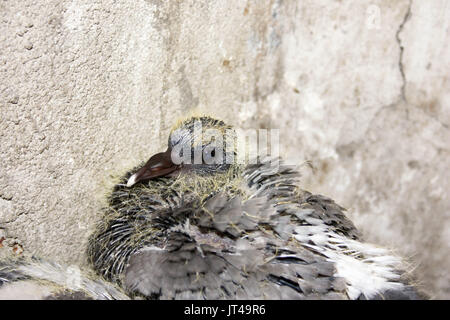 Taube Küken im Nest zwei drei Wochen alt. Foto für Ihr Design Stockfoto