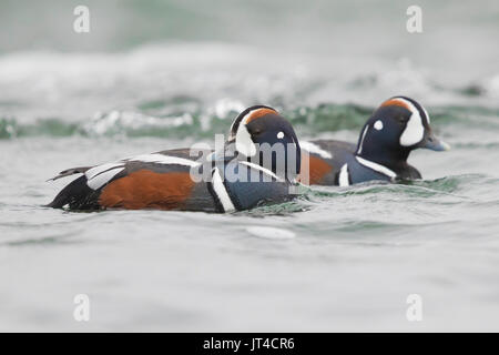 Harlequin Duck (Histrionicus histrionicus), zwei Männer schwimmen im Fluss Stockfoto