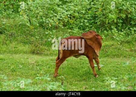 Ein Kalb posiert auf Rasen am Morgen Stockfoto