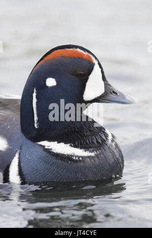 Harlequin Duck (Histrionicus histrionicus), erwachsenen männlichen close-up Stockfoto