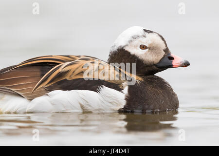 Eisente (Clangula hyemalis), erwachsenen männlichen close-up Stockfoto