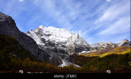 Shangri La, ein Panorama der Heiligen schneebedeckten Berg Chenrezig und gelb orange farbigen Herbst Bäume im Tal in Yading nationaler Ebene finden Stockfoto