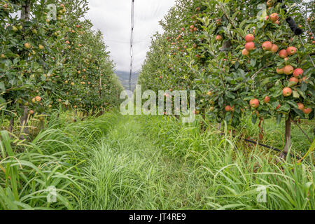 Apple Orchard mit Schutz der Netze und mit reife rote Äpfel. Meran, Italien Stockfoto