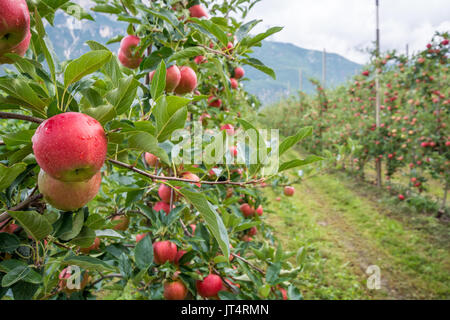 Äpfel hängen von einem Ast in einem Obstgarten Südtirols Landschaft, Italien. Stockfoto