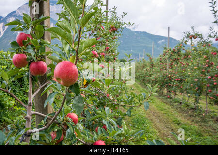 Äpfel hängen von einem Ast in einem Obstgarten Südtirols Landschaft, Italien. Stockfoto