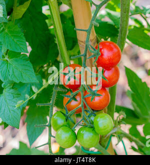Bündel von reifen Tomaten rot von Grün umgeben. Pachino Tomaten Stockfoto