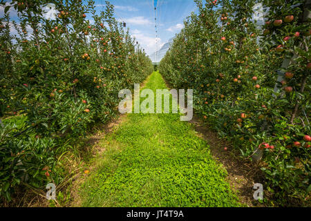 Apple Orchard mit Schutz der Netze und mit reife rote Äpfel. Meran, Italien Stockfoto