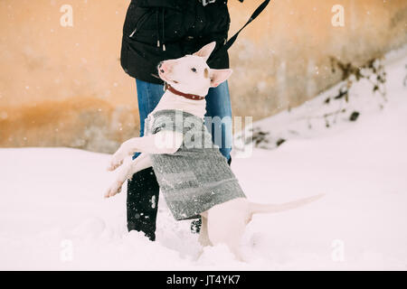 Lustige junge Englisch Bull Terrier Bullterrier Welpe Hund spielen im Freien im Schnee, Winter-Saison. Spielerische Pet im Freien. Stockfoto