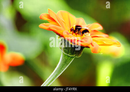 Eine Hummel, sammeln von Pollen von einer großen orange Blume Stockfoto