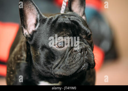 Junge schwarze Französische Bulldogge Hund. Nahaufnahme Gesicht Schnauze Stockfoto