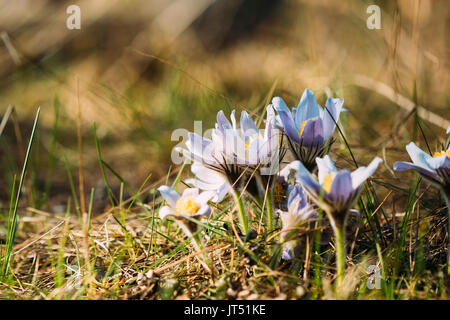 Wilder Frühling Blumen Pulsatilla Patens. Blüte blühende Pflanze in der Familie der Ranunculaceae, beheimatet in Europa, Russland, Mongolei, China, Kanada und USA Stockfoto