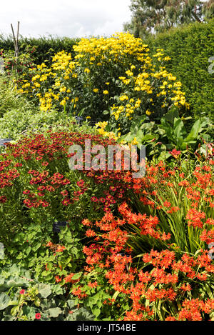 Sommerblume Grenze einschließlich Helenium und crocosmia Stockfoto