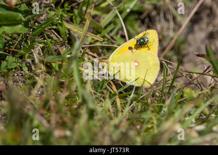 Gelb oder Colias croceus Schmetterling im Querformat mit Kopie Speicherplatz auf Gras mit einem grünen Flasche fliegen Sie auf den Tipp von Flügel beigelegt getrübt. Stockfoto