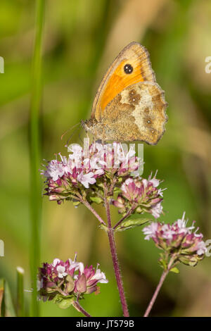 Orange und braune Heide Schmetterling auf Lila Rosa Wildpflanzen in Hochformat mit einigen kopieren. Schwarzer Fleck auf orange Flügelspitze. Stockfoto