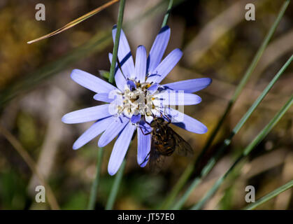 Fliegen Landung auf einer schönen blauen Blume Stockfoto