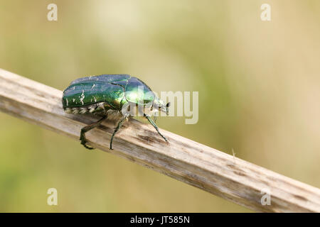 Rose Käfer oder die Grüne rose Käfer Käfer (Cetonia aurata) auf einem Stock thront. Stockfoto