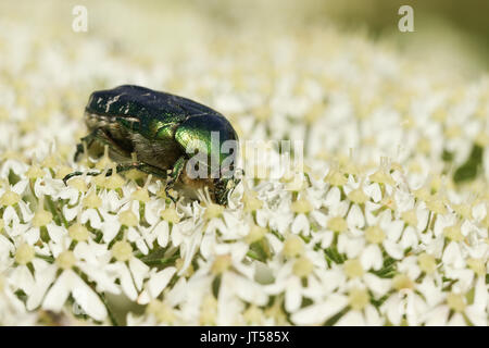 Eine hübsche Rose Käfer oder die Grüne rose Käfer Käfer (Cetonia aurata) nectaring auf einer Blume. Stockfoto