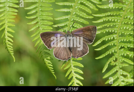 Einen hübschen weiblichen lila Zipfelfalter Schmetterling (Favonius Quercus) thront auf Bracken. Stockfoto