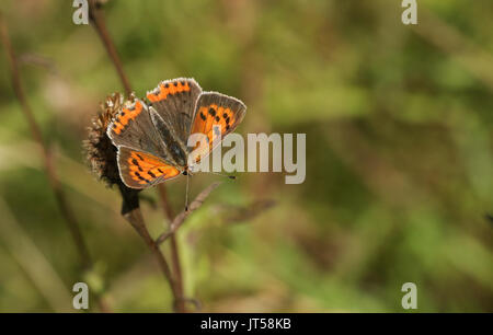 Eine kleine Kupfer Schmetterling (Lycaena phlaeas) auf einer Anlage thront. Stockfoto