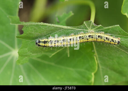 Ein großer weißer Schmetterling Caterpillar (Pieris brassicae) Fütterung auf einer Anlage. Stockfoto