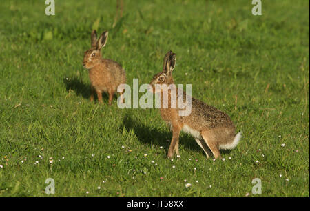 Atemberaubende Feldhase (Lepus europaeus) in einer Wiese. Stockfoto