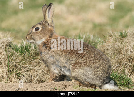 Ein erwachsener Wilde Kaninchen (Orytolagus cuniculus) durch die Graben. Stockfoto