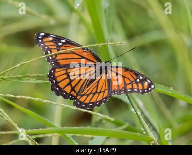 Ein weibliches, Monarch butterfly, Danaus plexippus, ruht auf einem Grashalm im Nordwesten von Louisiana, im Red River National Wildlife Refuge. Stockfoto