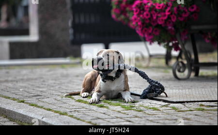 Pit Bull in den Maulkorb und Leine Nahaufnahme Stockfoto