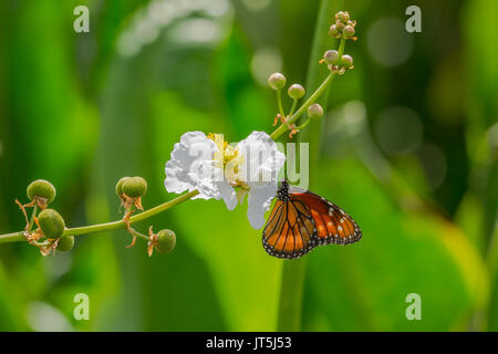 Monarch Schmetterling Sammeln von Nektar aus einer kleinen weißen Blume in der Florida Sonne.- Seitenansicht Stockfoto