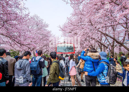 JINHAE, KOREA - 2. APRIL: jinhae Gunhangje Festival ist das größte Cherry Blossom Festival in Korea. Touristen fotografieren der schönen Landschaft aro Stockfoto