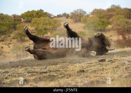 Europäische Bisons rollt in den Staub Stockfoto