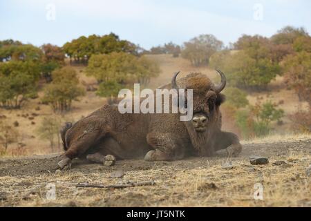 Europäische Bisons recumbent Stockfoto