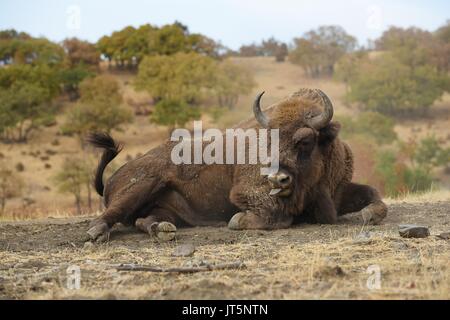 Europäische Bisons recumbent Stockfoto