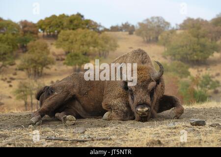 Europäische Bisons recumbent Stockfoto