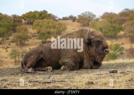 Europäische Bisons recumbent Stockfoto