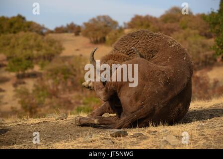 Europäische Bisons recumbent Stockfoto