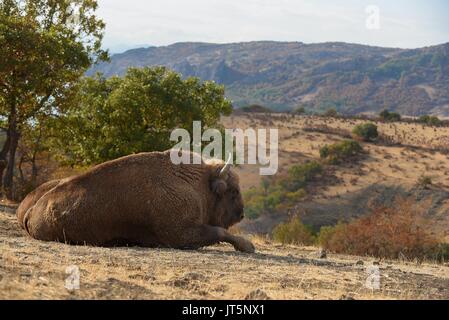 Europäische Bisons recumbent Stockfoto