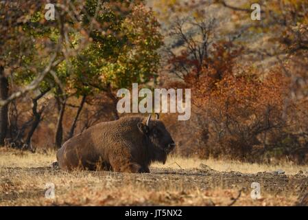 Europäische Bisons recumbent Stockfoto