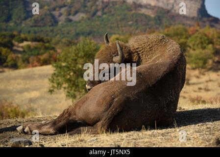 Europäische Bisons recumbent Stockfoto