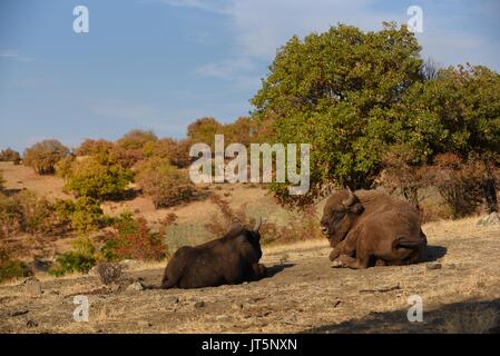 Europäische Bisons recumbent Stockfoto