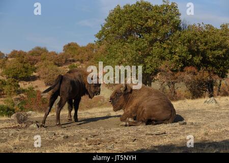 Europäische Bisons recumbent Stockfoto