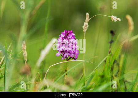 Pyramidale Orchidee blühen auf den South Downs in Sussex Stockfoto