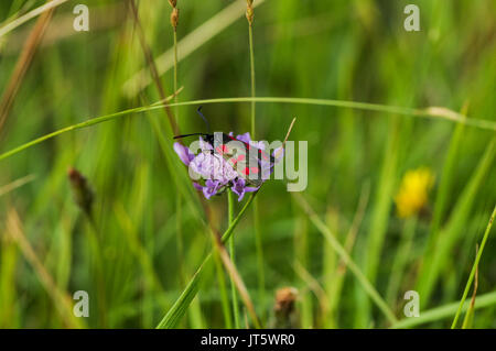 Six-spot Burnet sitzen auf einem Feld auf scabious Wolstonbury Hügel in West Sussex beschmutzt Stockfoto